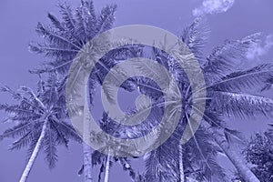 Palm trees. Summer nature background violet. Very peri color