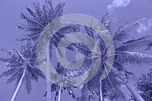 Palm trees. Summer nature background violet. Very peri color photo