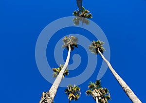 Palm trees at summer, view from bottom up to the sky at sunny day