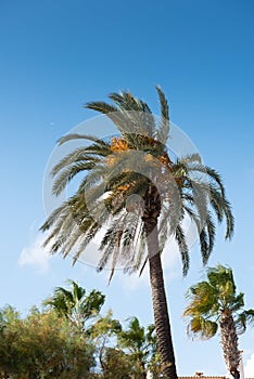 Palm trees in the sun against a blue sky