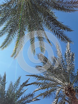 Palm trees and sun blue sky