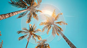 Palm Trees and Sun, Blue sky Background