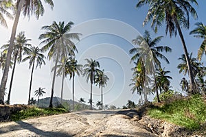 palm trees and sun. Blue sky over a dirt road on Racha island in Thailand