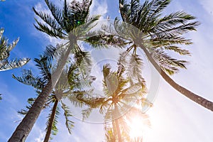 Palm Trees Sun Light Hot Equator Nature Landscape Tropical Background Holiday Travel Design Toned Shabby