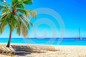 Palm trees with sun loungers on the caribbean tropical beach. Saona Island, Dominican Republic. Vacation travel background