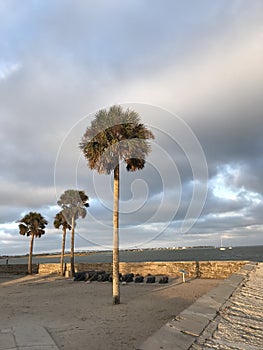 Palm Trees in the Sun over Saint Augustine, Florida