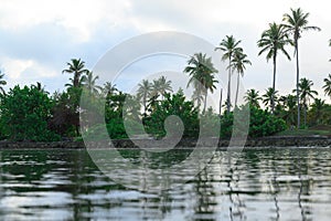 Palm trees at sun up landscape view in exotic coast