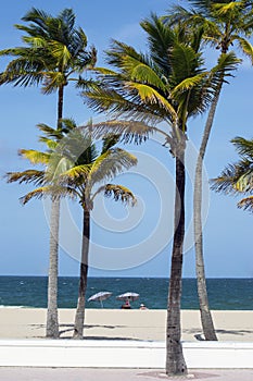 Palm trees and sunbathers on the beach