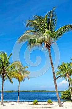Palm trees in sunny beach