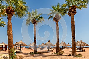 Palm trees in Sunny beach in tropical resort