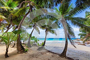 Palm trees on Sunny beach with white sand, and turquoise see in Caribbean island