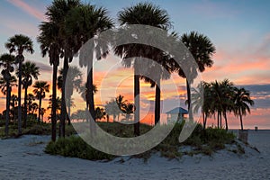 Palm trees at sunrise in Miami Beach