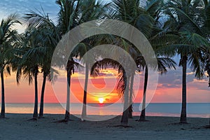 Palm trees at sunrise in Miami Beach