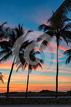 Palm trees at sunrise in Miami Beach