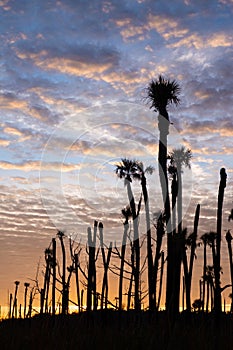 Palm Trees at Sunrise at Orlando Wetlands Park, Florida