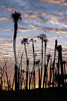 Palm Trees at Sunrise at Orlando Wetlands Park, Florida