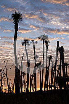 Palm Trees at Sunrise at Orlando Wetlands Park, Florida photo