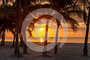 Palm trees at sunrise in Sunny tropical beach in Miami Beach