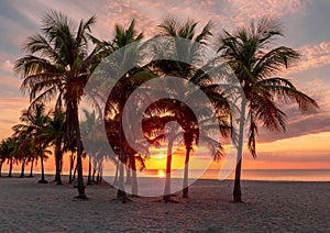 Palm trees at sunrise in Sunny tropical beach in Miami Beach