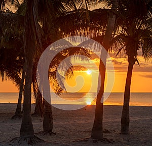 Palm trees at sunrise in Sunny tropical beach in Miami Beach