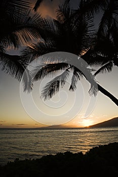 Palm trees at sunset.