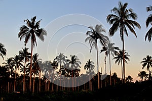 Palm trees at sunset against the evening sky