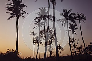 Palm trees on sunset beach in Goa