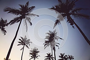 Palm trees on sunset beach in Goa