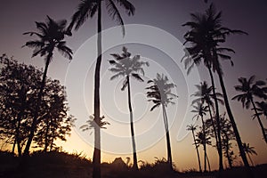 Palm trees on sunset beach in Goa