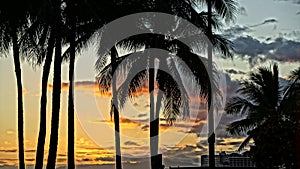 PALM TREES AT SUNSET ON BEAUTIFUL BEACH