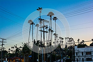 Palm trees in Sunset Boulevard, Silver Lake, Los Angeles, California photo