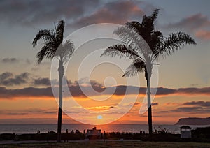 Palm trees sunset at Coronado, San Diego