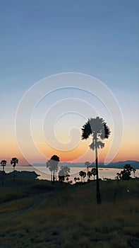 Palm trees with sunset and foreground mountain photo