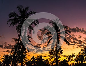 Palm trees and sunset in Goa