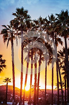 Palm trees with sunset golden hour cloudy blue skies inland Southern California