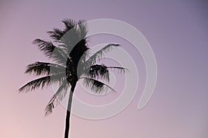 Palm trees at sunset in Guam