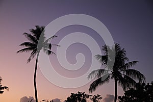 Palm trees at sunset in Guam