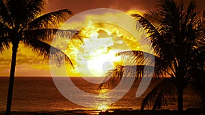 Palm Trees and Sunset Hawaii