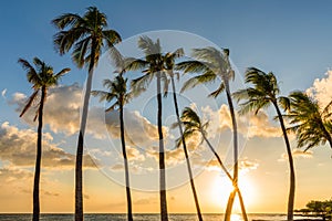 Palm Trees at Sunset in Hawaii