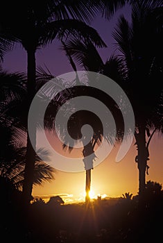 Palm Trees at Sunset, Kauai, Hawaii