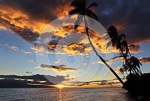 Palm Trees and Sunset, Kauai, Hawaii