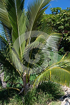 Palm Trees at Sunset Maui, Hawaii