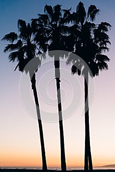 3 palm trees during sunset in Los Angeles