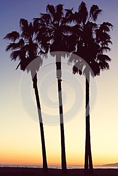 3 palm trees during sunset in Los Angeles