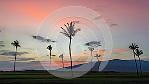 Palm trees at sunset on maui