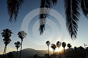 Palm trees at sunset. Mediterranean sea. Menton, Cote d`Azur of French Riviera