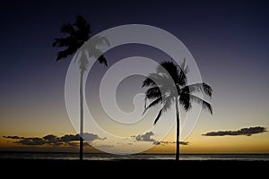 Palm Trees Sunset Near Ocean Beach Tropical Location