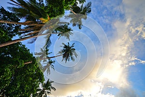 Coconut trees on Coron Island, Philippines