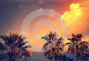 Palm trees at the sunset over the sea