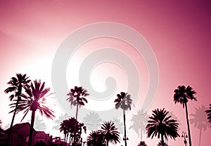 Palm Trees Sunset Retro